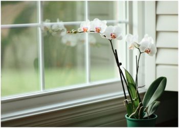 Ingin Rumah Kamu Selalu Harum? Cukup Terapkan Tips Simpel Ini!